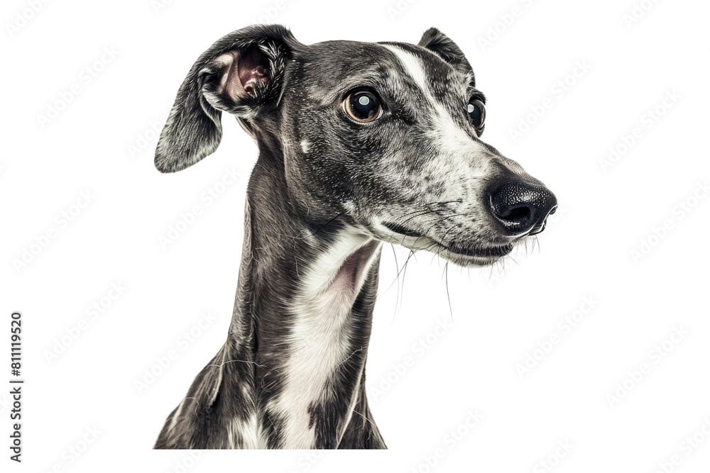 Whippet isolated on transparent background Whippet isolated on transparent background