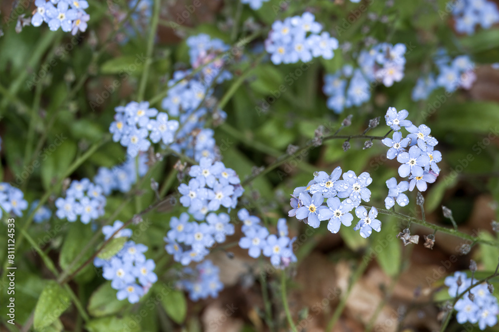 close up of pretty blue flowers of forget me nots a symbol of true love and respect close up of pretty blue flowers of forget me nots a symbol of true love and respect