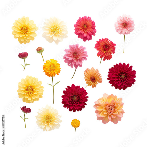 An array of autumnal chrysanthemums, their rich colors vibrant against a transparent background