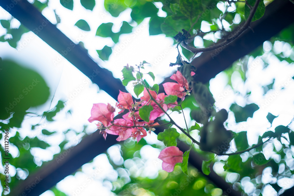 Fototapeta premium deciduous if Bougainvillae is a dry season. The leaves of Bougainvillae are alternate, simple ovate-acuminate, 4–13 cm long and 2–6 cm broad. The actual flower 