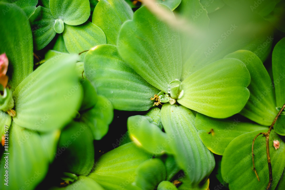 the leaf Pistia stratiotes base tapers to a sheath, the leaf Pistia stratiotes tip is round and wide, the leaf Pistia stratiotes blade is egg-shaped, 2 - 10cm long the leaf Pistia stratiotes base tapers to a sheath, the leaf Pistia stratiotes tip is round and wide, the leaf Pistia stratiotes blade is egg-shaped, 2 - 10cm long