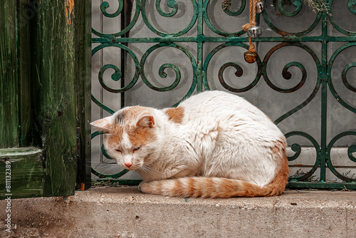 Photography a stray cat enjoys an afternoon rest sitting on a window sill