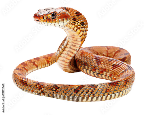snake in front of background white isolate background