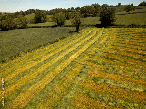 freshly mown bright agricultural field aerial drone view of green landscape