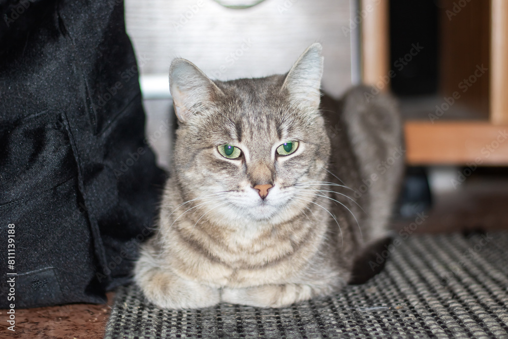 A small to mediumsized felidae with green eyes is lounging on the floor A small to mediumsized felidae with green eyes is lounging on the floor