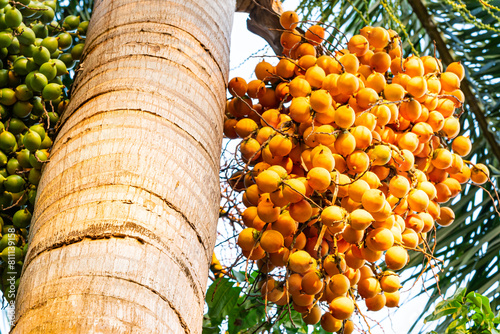 Closeup view bunches of yellow and green palm fruit hanging in the tree.
