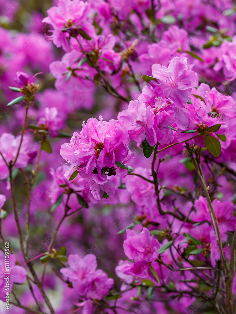 Beautiful bushes of Rhododendron dauricum or Ledum in spring botanical garden Beautiful bushes of Rhododendron dauricum or Ledum in spring botanical garden