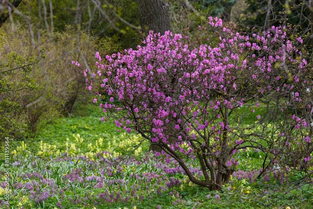 Beautiful bushes of Rhododendron dauricum or Ledum in spring botanical garden Beautiful bushes of Rhododendron dauricum or Ledum in spring botanical garden