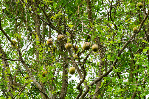 Low angle view of Bael fruit, Bengal quince, Bilak, Bael (Aegle mamelos) hanging in the tree.