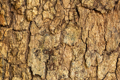 Texture of old rough surface of Longan or Dragon's eye or Dimocarpus longan tree stem in tropical garden, Thailand.