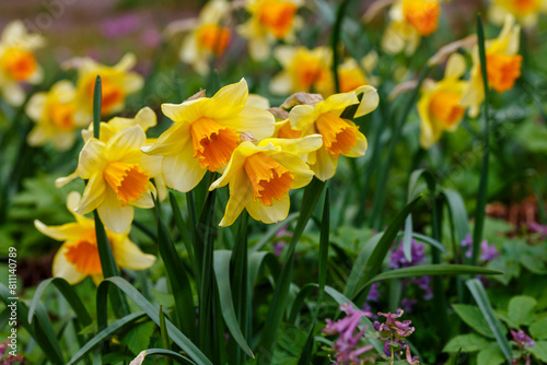 Narcissus flowers. Flower bed with drift orange. Narcissus flower also known as daffodil