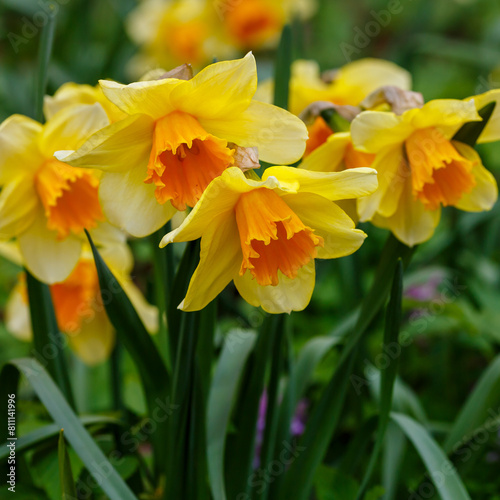 Narcissus flowers. Flower bed with drift orange. Narcissus flower also known as daffodil