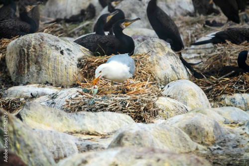 Predation (oophagy). Colony of cormorant (Phalacrocorax carbo sinensis) on islands of Baltic Sea. Herring gulls (Larus argentatus) nest nearby and eat cormorant eggs and chicks. Appetitive behavior photo