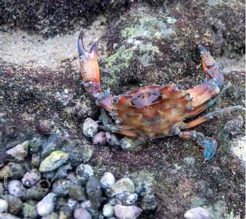 Tropical crabs in shallow shell water at low tide. Persian Gulf. Iran photo
