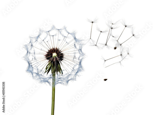 Dandelion seeds blowing away in the wind on transparent background.