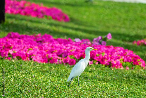 The buff-backed heron (Bubulcus ibis) feeds, collects insects on the lawns of the city. Dubai photo