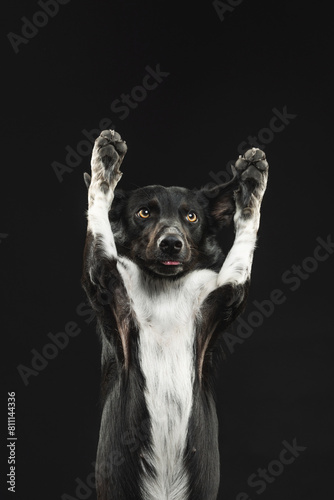 border collie portrait