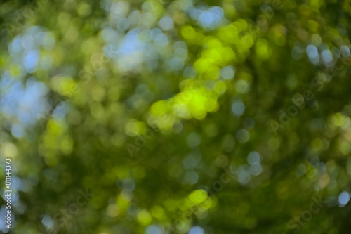 Green and blue bokeh background blur with ovals. Bright green and blue bokeh background blur of defocused tree foliage with sunlight and sky  photo