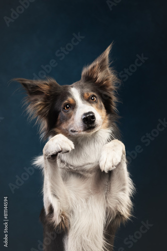 border collie dog