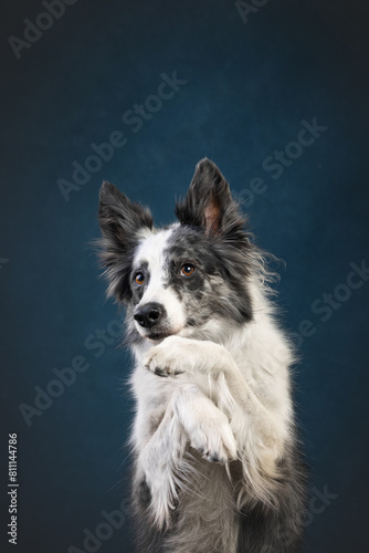 border collie dog
