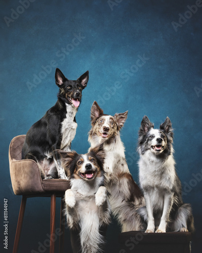 Canvas Print group of border collie dogs