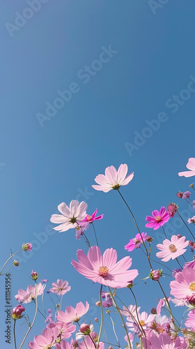 clear blue sky with pink cosmos flowers