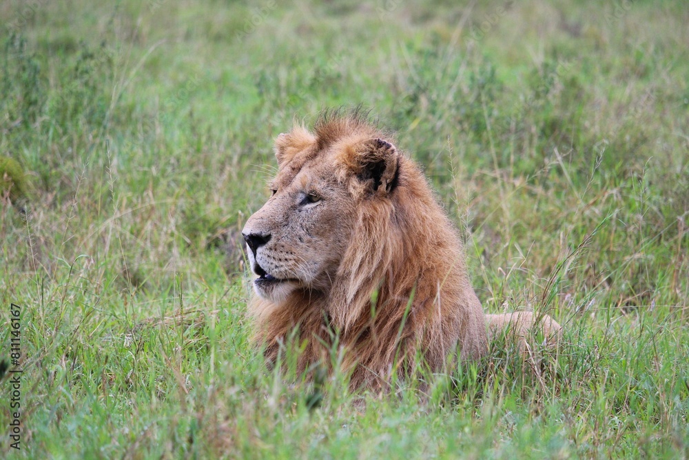 Lion lying in the grass safari Serengeti National Park Tanzania Lion lying in the grass safari Serengeti National Park Tanzania
