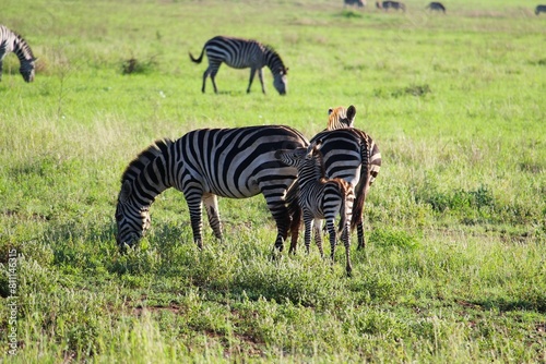 Zebras in the savannah safari in Ngorogoro Naional Park Tanzania