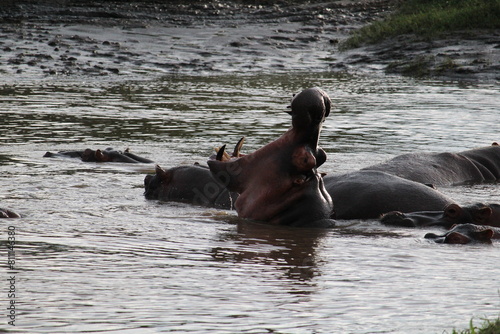 Yawning hippo in the pond safari in Serengeti National Park Tanzania