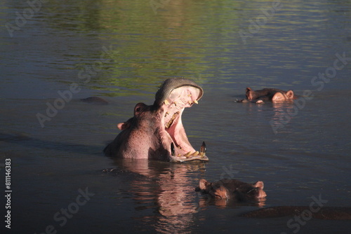 Yawning hippo in the pond safari in Serengeti National Park Tanzania