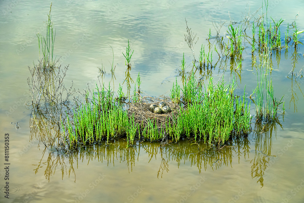 Birds of salty marshes. Helium. Black-winged stilt (Himantopus himantopus) nest between samphire (Salicornia), seapoa (Puccinellia), saltwort (Salsola) in very damp habitat. Steppe Black Sea region Birds of salty marshes. Helium. Black-winged stilt (Himantopus himantopus) nest between samphire (Salicornia), seapoa (Puccinellia), saltwort (Salsola) in very damp habitat. Steppe Black Sea region