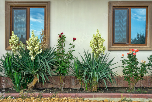 Front yard Adam's-needle (Yucca filamentosa, Agavaceae, Asparagaceae) plus rose as an ornamental plant for the decoration of parks and estates, softscape photo