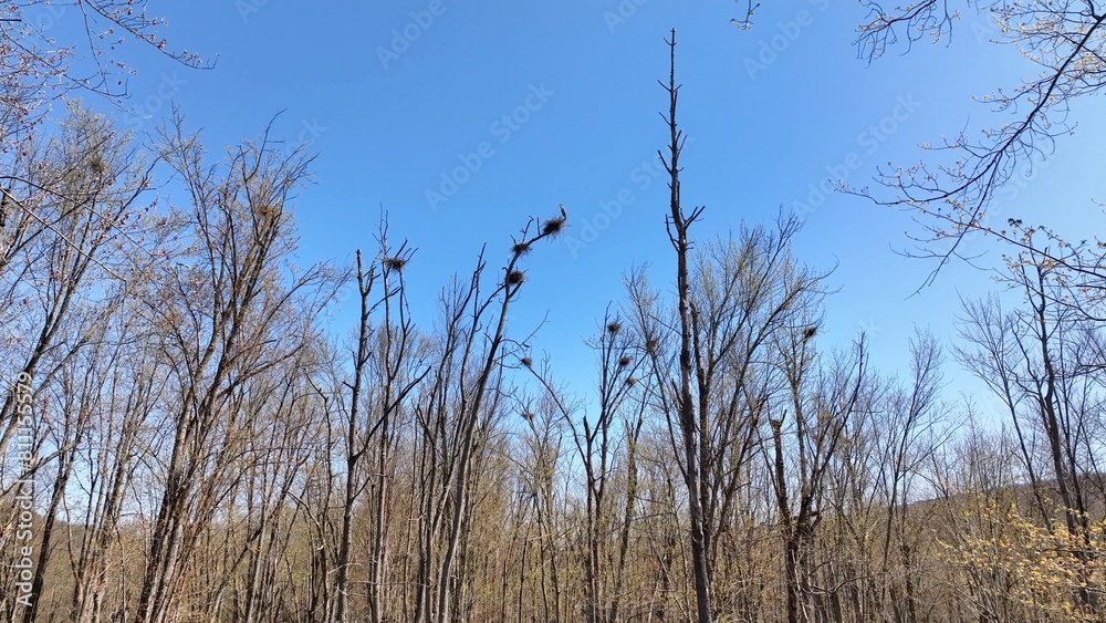 Fototapeta premium Landscape in Natural wetlands with Blue Heron rookery with bird nest with eggs in early spring on West River at southern tip of Canandaigua finger lake in up state New York countryside