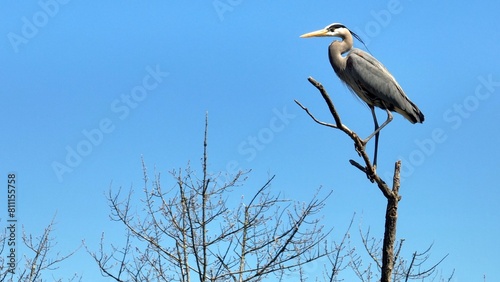 Wildlife landscape in nature with Blue Heron bird perched on tree branch against blue sky with sunshine in Springtime