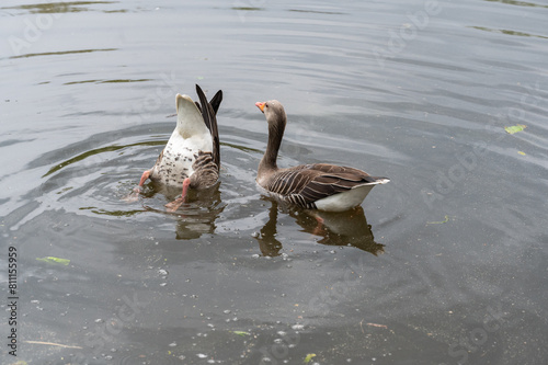 Wildgans bei der Balz photo