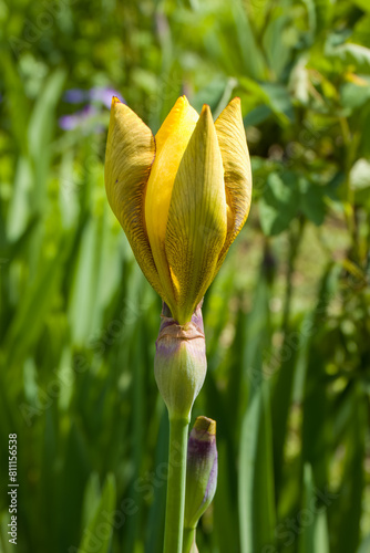 close up of a bright yellow Hungarian iris 
