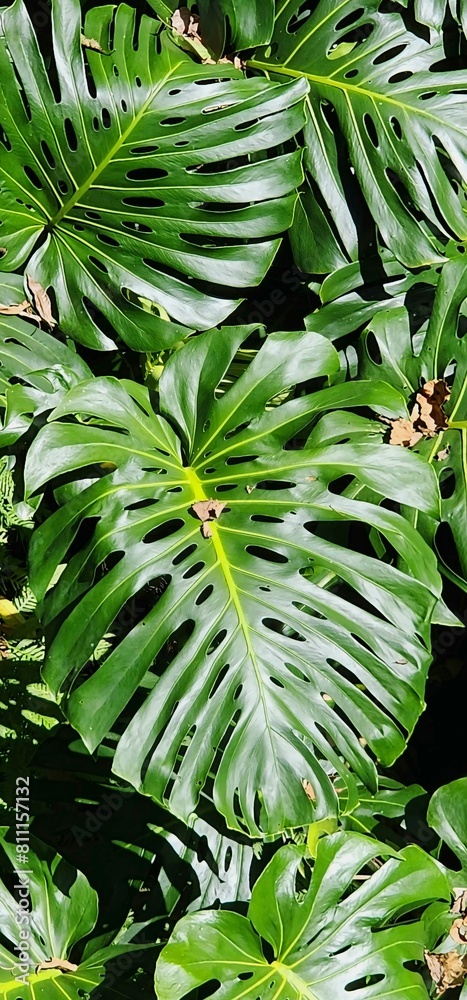 Fototapeta premium Swiss cheese plant leaves background