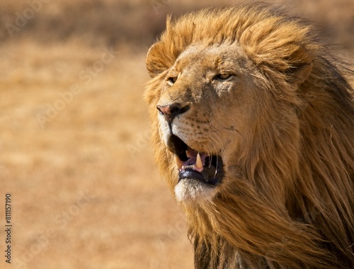 Portrait of beautiful male lion
