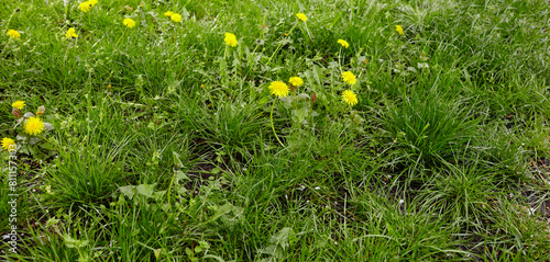 Green meadow with yellow dandelions in spring. Closeup of yellow spring flowers on the ground