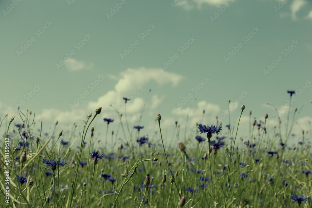 Fototapeta premium Vintage emerald cornflower field. Retro natural background.