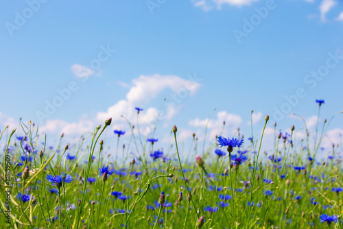 A cornflower field under the blue skies. Natural natural background.