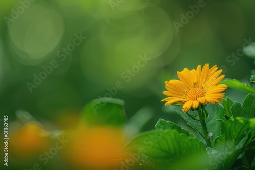 A vibrant yellow flower resting on a lush green plant. Perfect for nature backgrounds