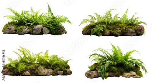 collection ferns and moss isolated on a transparent background