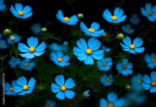 blue Cosmos Flower with a blurred background