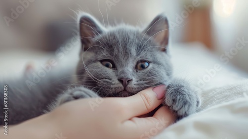 A cute gray kitten is lying on a white blanket and being petted by a human hand.