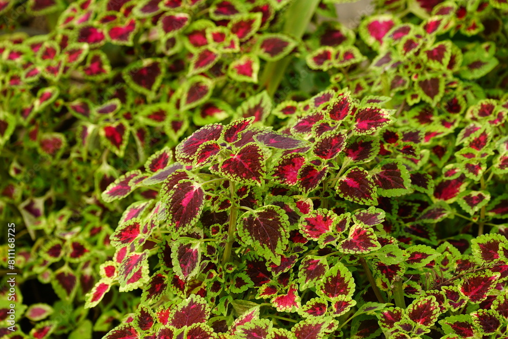 Chrysothemis pulchella tree in the garden Chrysothemis pulchella tree in the garden