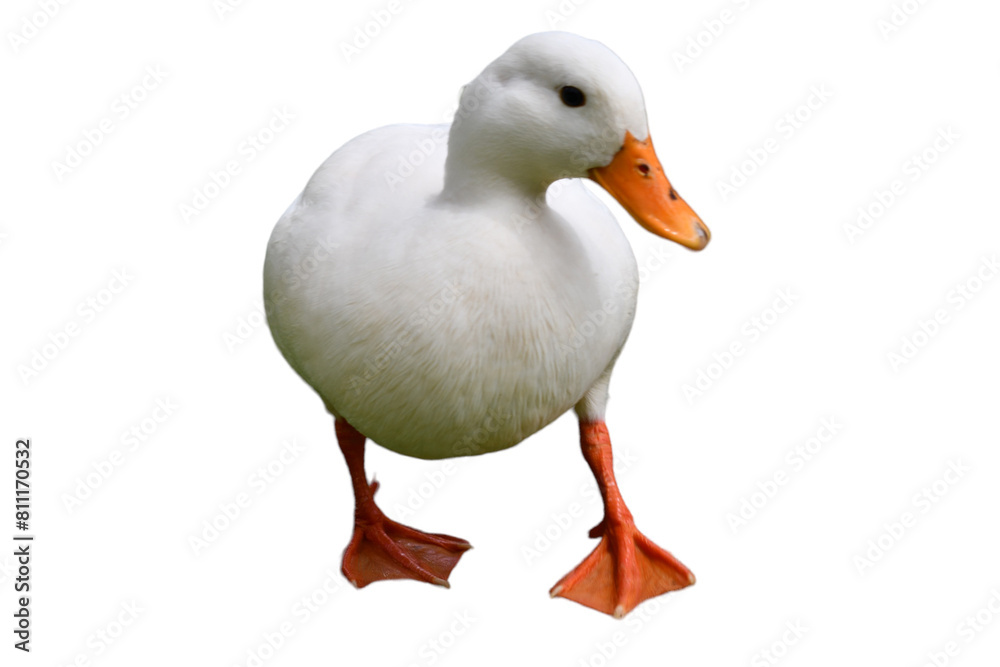 A Duck isolated on white background. It is a bird that lives by water and has webbed feet. Use for farm, animal cafe, zoo, animal food shop, pet shop, exhibition, advertise, display, school, backdrop. A Duck isolated on white background. It is a bird that lives by water and has webbed feet. Use for farm, animal cafe, zoo, animal food shop, pet shop, exhibition, advertise, display, school, backdrop.