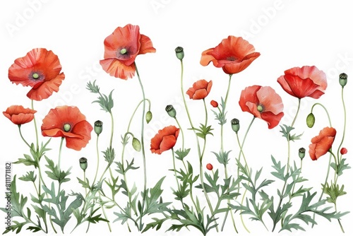 Vibrant red poppies on a white background, suitable for various design projects