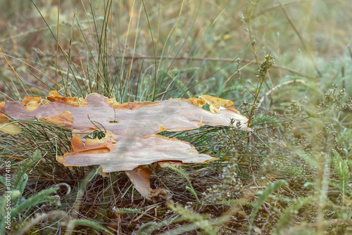 A large piece of brown bark lying on green grass. Close-up with blurred background.