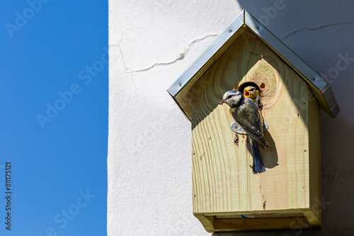Nest box on a wall, adult blue tit bird feeding young with insect for its chicks. Portrait of Eurasian Blue Tit perched on the birdhouse.
